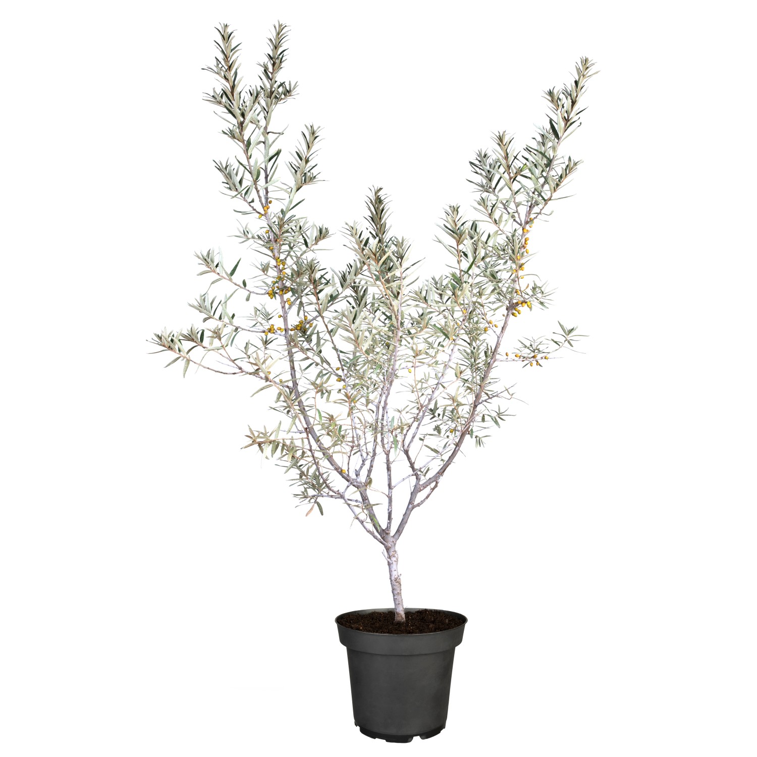 Sanddorn Zwittrig Höhe ca. 20 30 cm Topf ca. 3,4 l Hippophae