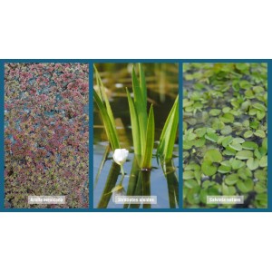 Teichpflanzen Set mit Feenmoos, Schwimmfarn und Wasseraloe im Topf.