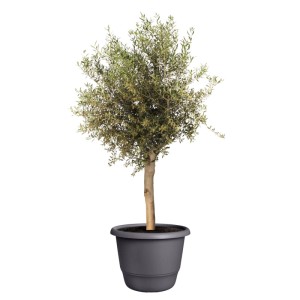Elho Amiga Blumentopf, Ø 55cm, anthrazit, mit Olivenbaum bepflanzt.
