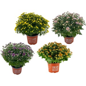 Chrysanthemen in Kugelform, verschiedene Farben im Topf (ca. 14 cm Ø).