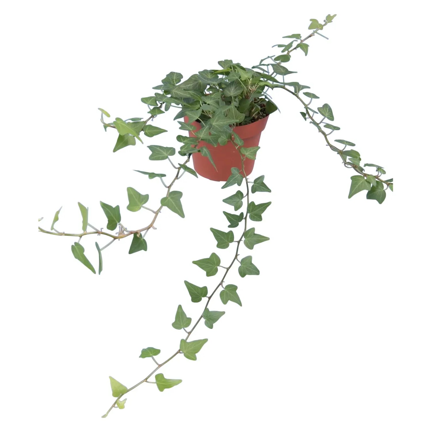 GROW by OBI Efeu Topf  ca. 13 cm Grn Hedera Helix kaufen bei OBI