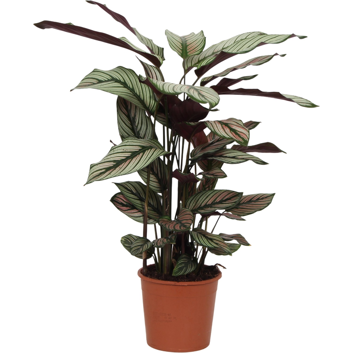 monstera dubia xxl Monstera Dubia main image 1