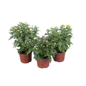 Drei Chrysanthemen (Chrysanthemum indicum) im Topf, ca. 25 cm hoch, verschiedene Farben.