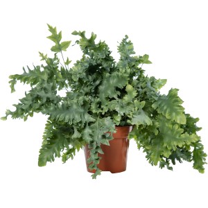 Goldtüpfelfarn Davana im Topf, eine dekorative Zimmerpflanze mit blaugrünen, gekräuselten Blättern.