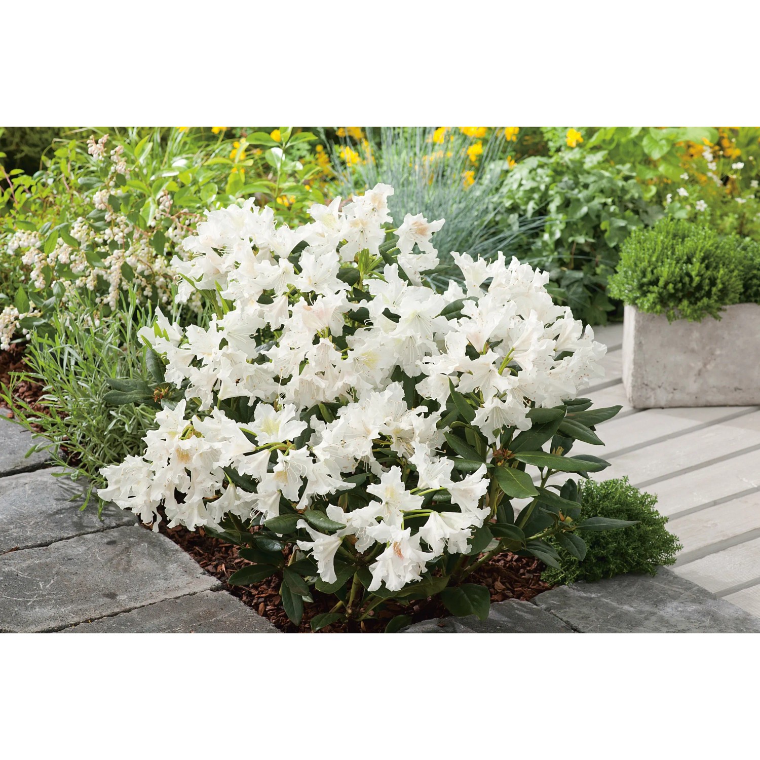 rhododendron dünger inhaltsstoffe Rhododendron Dünger - Mineralischer NPK Flüssigdünger mit Stickstoff