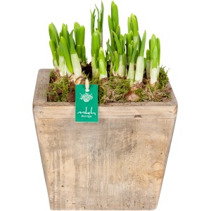Frühlingsarrangement mit Narzissen 'Tete a Tete' im Holztopf, Topf-Ø ca. 17 cm.