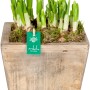 Frühlingsarrangement mit Narzissen 'Tete a Tete' im Holztopf, Topf-Ø ca. 17 cm.