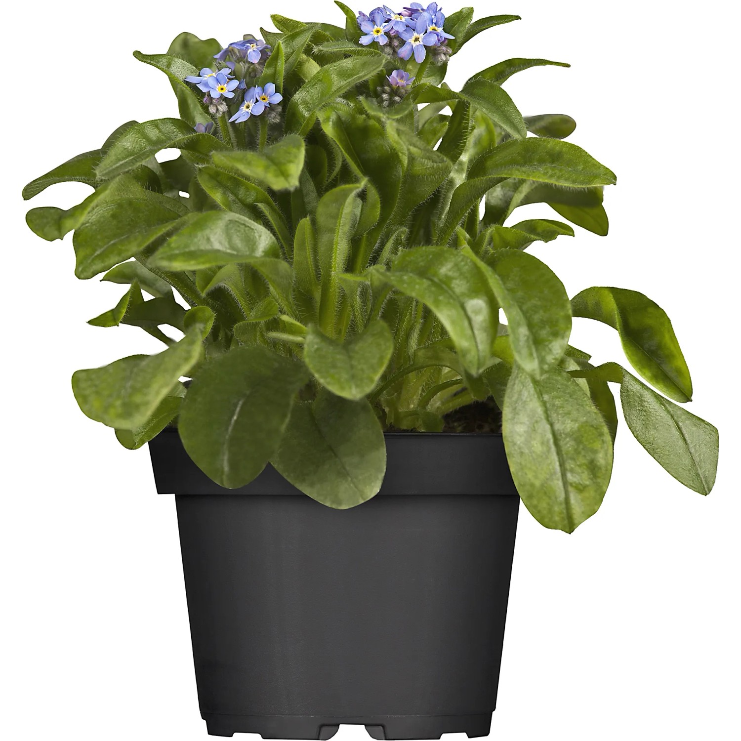 grow-by-obi-vergissmeinnicht-verschiedene-farben-topf-ca-11-cm