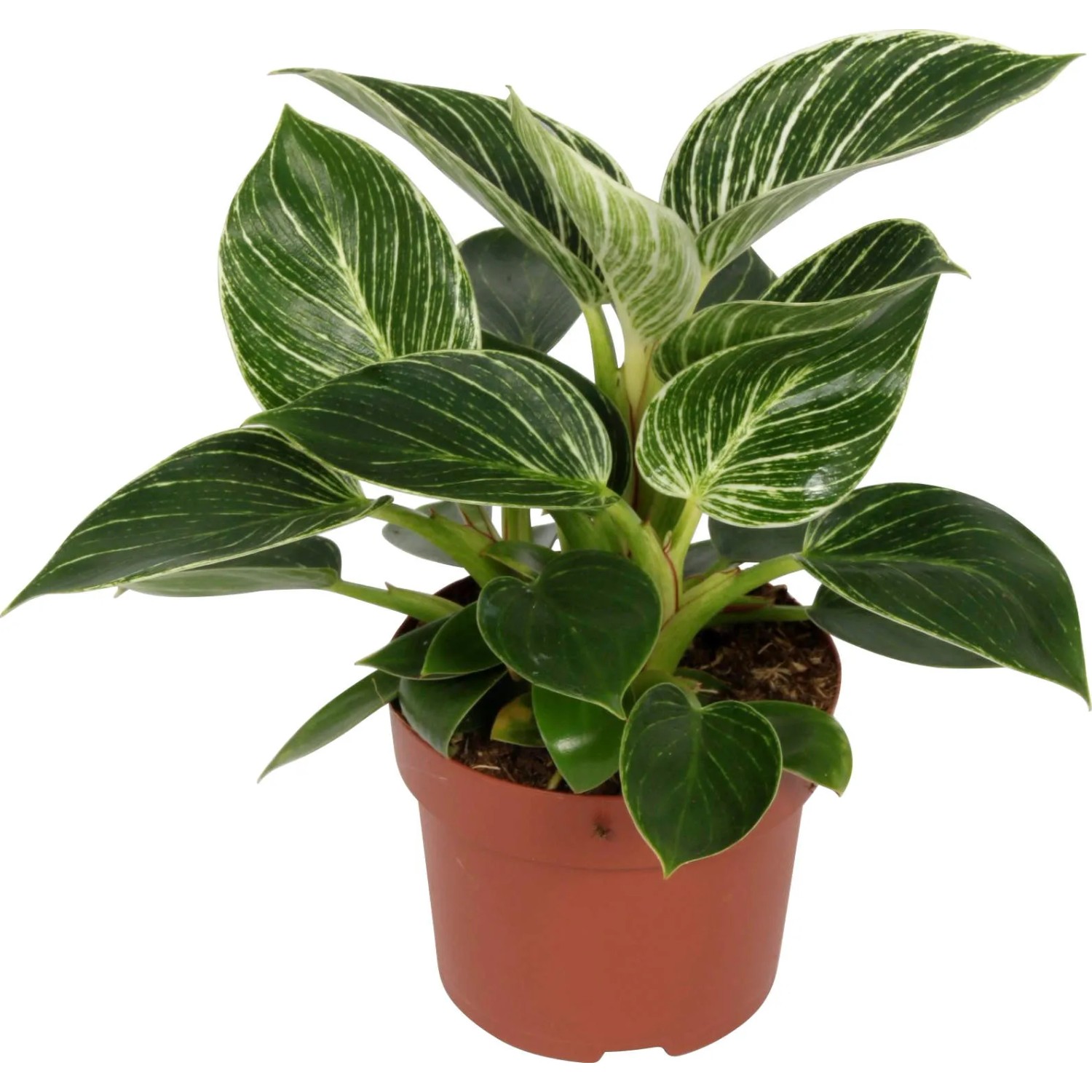 GROW by OBI Baumfreund White Wave Hhe ca. 20-25 cm Topf  12 cm  Philodendron kaufen bei OBI