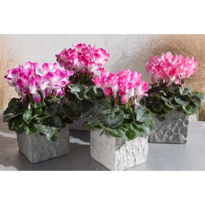 Alpenveilchen Indiaka im Topf, zweifarbige Blüte (pink/weiß), Zimmerpflanze.