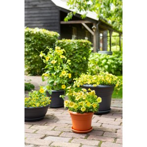 Anthrazitfarbener Florus Pflanztopf Fiore Alessia, Ø 20 cm, mit gelben Blumen bepflanzt.