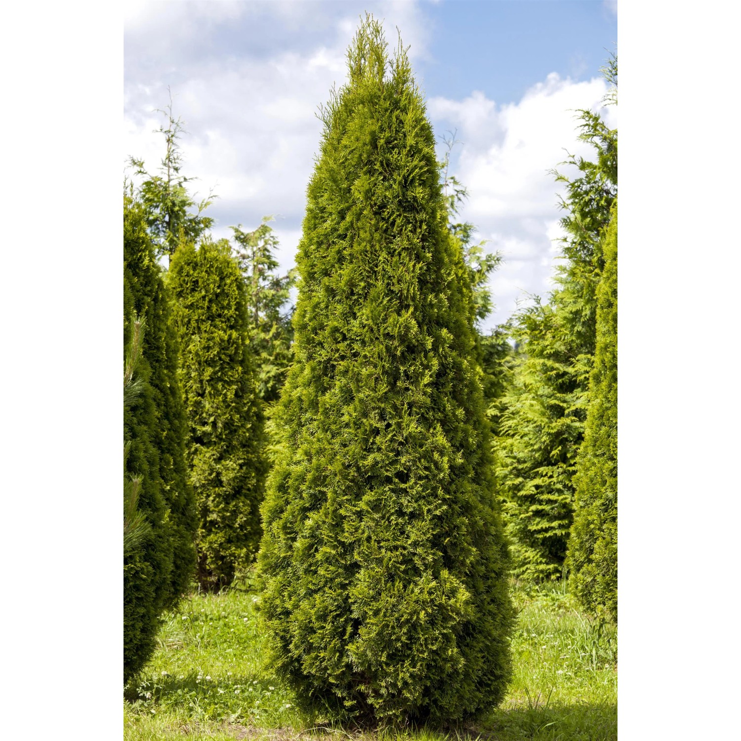 GROW by OBI Lebensbaum "Smaragd" Hhe ca. 50 - 60 cm Topf ca. 3 l kaufen  bei OBI