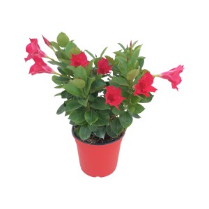 Dipladenie Rot im Topf (ca. 14 cm). Blühende Kübelpflanze mit roten Blüten.