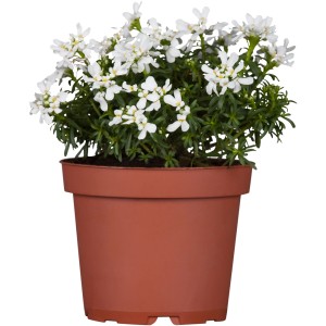 Garten-Schleifenblume Weiß im Topf, Iberis sempervirens, für Steingärten.