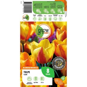 Packung GROW by OBI Tulpe Flair, orange-gelbe, frühe Sorte, 8 Stück. Blumenzwiebeln für Beet und Garten.