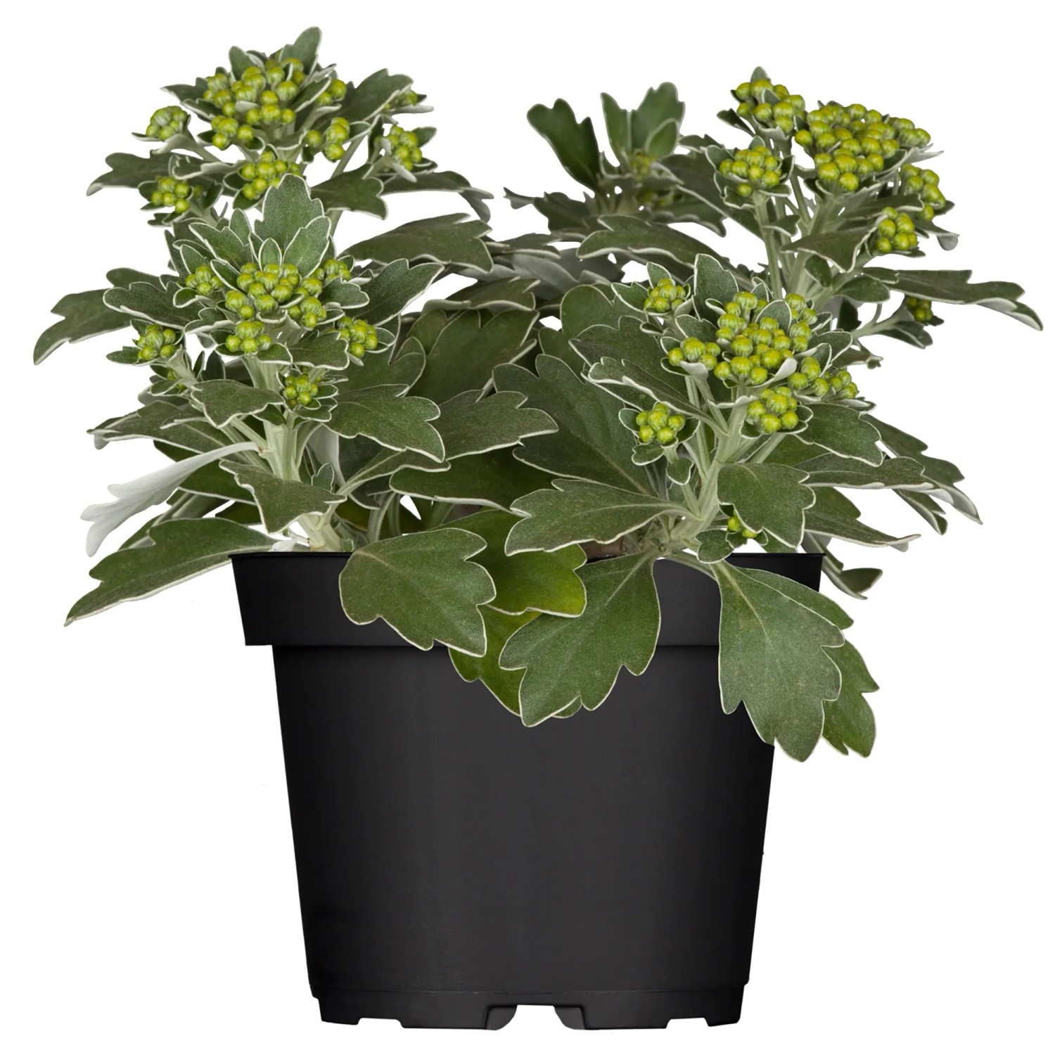 Silberrand-Chrysantheme Gelb Hhe ca. 10 - 15 cm Topf- 13 cm Ajania  pacifica kaufen bei OBI