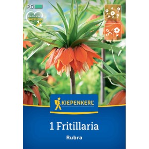 Kiepenkerl Kaiserkrone Rubra Blumenzwiebel, orange Blüte mit grünen Blättern.