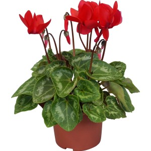 Rotes Alpenveilchen Midi im Topf (ca. 10,5 cm Ø) mit grünen Blättern.