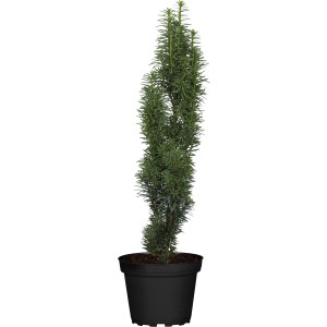 Eibe Höhe ca. 40 - 50 cm Topf ca. 5 l Taxus
