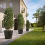 Lechuza Classico Premium Pflanzkübel, Ø 60cm, Anthrazit metallic, im Garten.