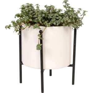 Grünpflanze im weißen Keramiktopf mit schwarzem Metallgestell, Topf-Ø ca. 10,5 cm.