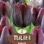 Dunkelrote Triumph Tulpe Ronaldo, ideal für Beet und Vase.