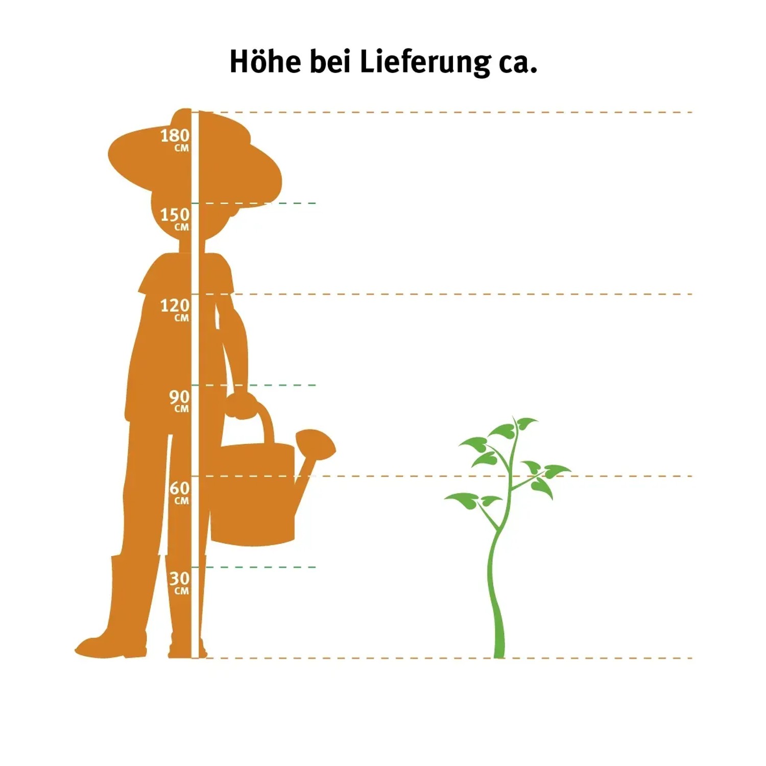 GROW by OBI Efeutute am Moosstab Topf  ca. 19 cm Epipremnum Aureum kaufen  bei OBI