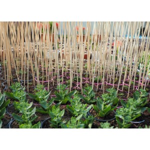 BigDean 200x Pflanzstäbe aus Bambus Rankhilfe Tomatenstangen Holz Rankstäbe Bambusstäbe 90 cm Pflanzenstäbe Anzuchtstäbe