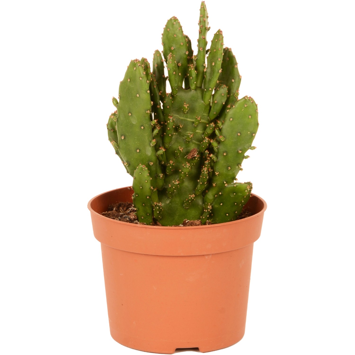Kaktus sortiert Hhe ca. 35 cm Topf- 17 cm Cactus canarias kaufen bei OBI