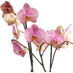 Schmetterlingsorchidee Jupiter mit violett geäderten Blüten im Topf.