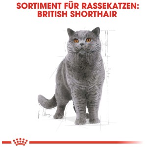 Britisch Kurzhaar Katze für Royal Canin Katzenfutter Trocken, Kategorie Katzen-Trockenfutter.