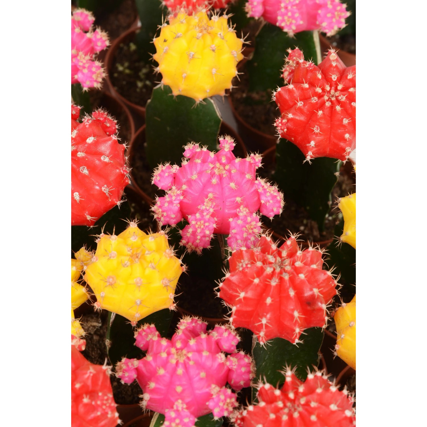 Gymnocalycium-Kaktus verschiedene Sorten Topf- ca. 5,5 cm Cactaceae kaufen  bei OBI