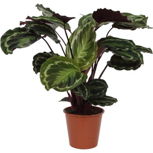 Korbmarante 'Medallion' im Topf, Zimmerpflanze mit auffälliger Blattzeichnung in Grün- und Rottönen.