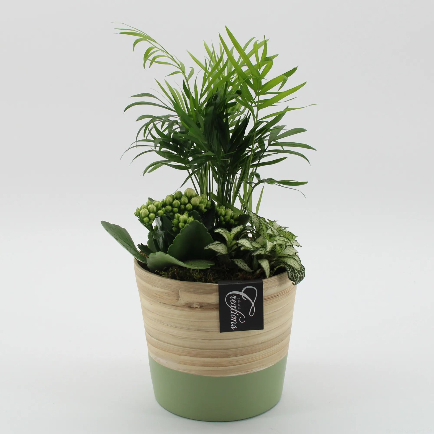 Zimmerpflanzen-Arrangement im zweifarbigen Keramik-Gef Topf- ca. 15 cm  kaufen bei OBI