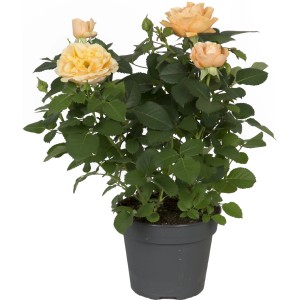 Zimmerrose in verschiedenen Farben im Topf (ca. 13 cm Ø).