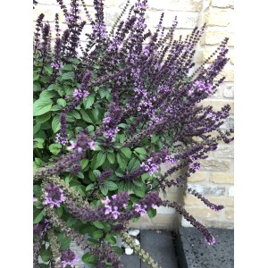 Blu Bio-Strauchbasilikum mit violetten Blüten im Topf, ein Küchenkräuter-Hingucker.