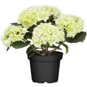 Bauernhortensie Weiß Höhe ca. 40 - 50 cm Topf ca. 5 l Hydrangea