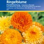 Kiepenkerl Ringelblume Prachtmischung, mehrfarbig. Blumensamen für Beet und Vase.