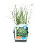 Stern-Sumpfgras (Dichromena colorata) im Topf, grüne Blätter und weiße Blüten.