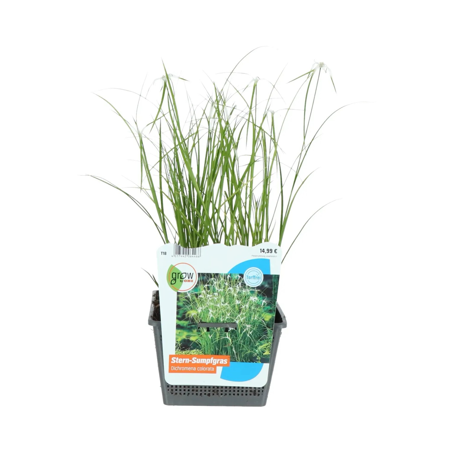 Stern-Sumpfgras (Dichromena colorata) im Topf, grüne Blätter und weiße Blüten.