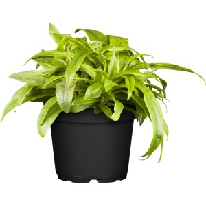 Bartnelke 'Alba' im Topf: Kompakte Staude mit grünen Blättern, bereit zum Einpflanzen.