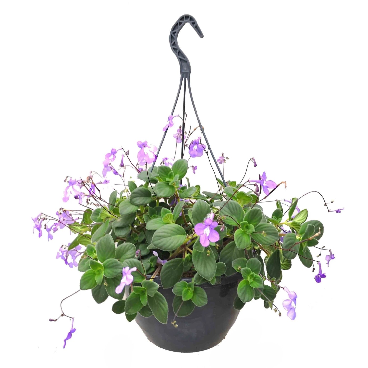 Drehfrucht in Hngeampel Topf- ca. 23 cm kaufen bei OBI