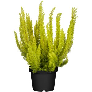 Baumheide Erica arborea im Topf, ca. 10-20 cm hoch, grüne Strukturpflanze für Kübel.