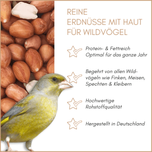 Supravit Erdnüsse mit Haut für Wildvögel. Nahaufnahme von roten Erdnusskernen und einem Grünfink. Energiereiches Vogelfutter.