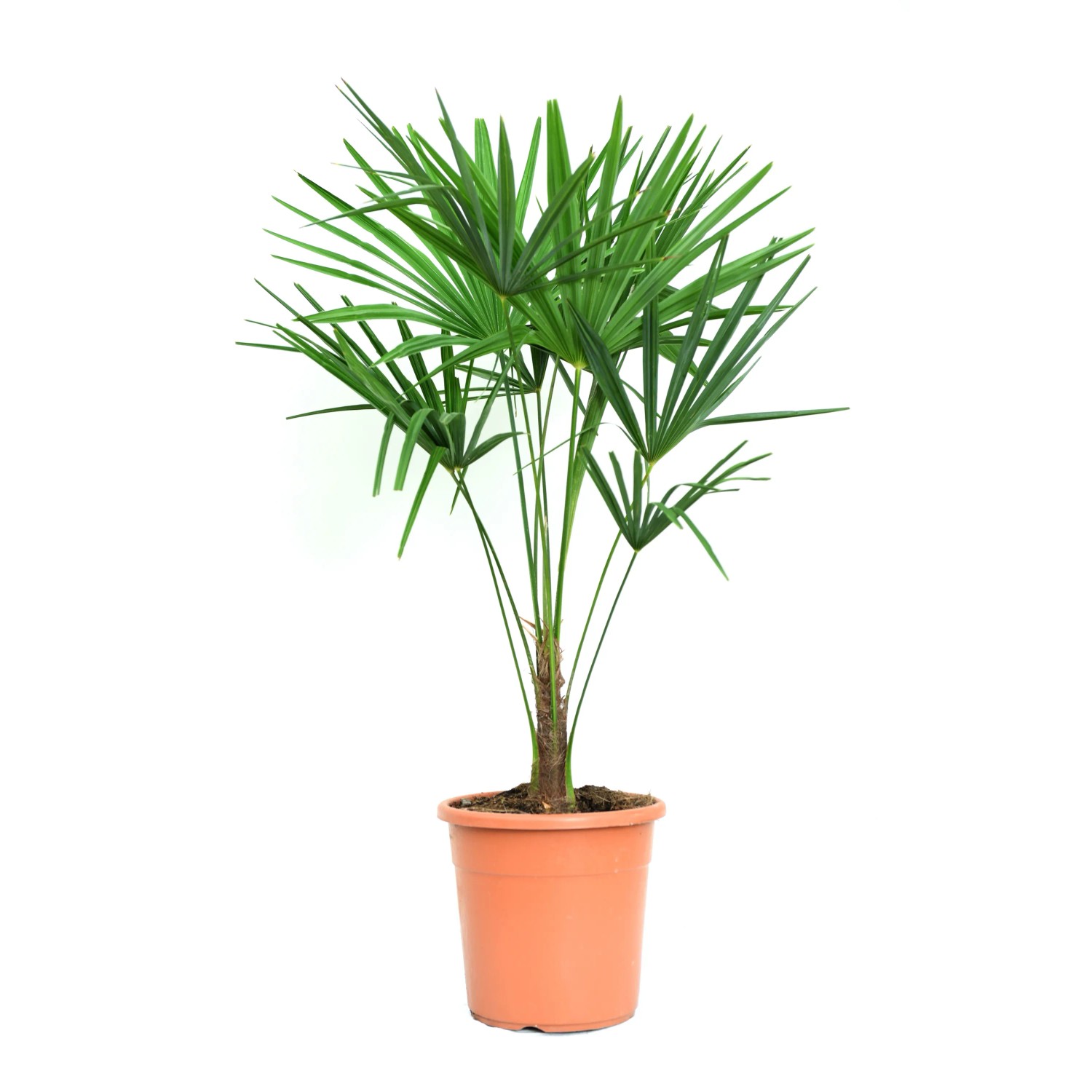 GROW by OBI Hanfpalme Topf-Ø ca. 34 cm Trachycarpus fortunei kaufen bei OBI