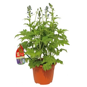 GROW by OBI Hoher Rittersporn "Merlin" Mischung 60 cm Delphinium Elatum-Hybride