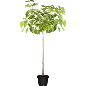 Kugel-Trompetenbaum "Nana" auf Stamm im Topf, ca. 100-120cm hoch.