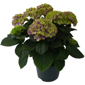 Gartenhortensie "Aqua Blue" Blau Höhe ca. 30 - 40 cm Topf ca. 5 l