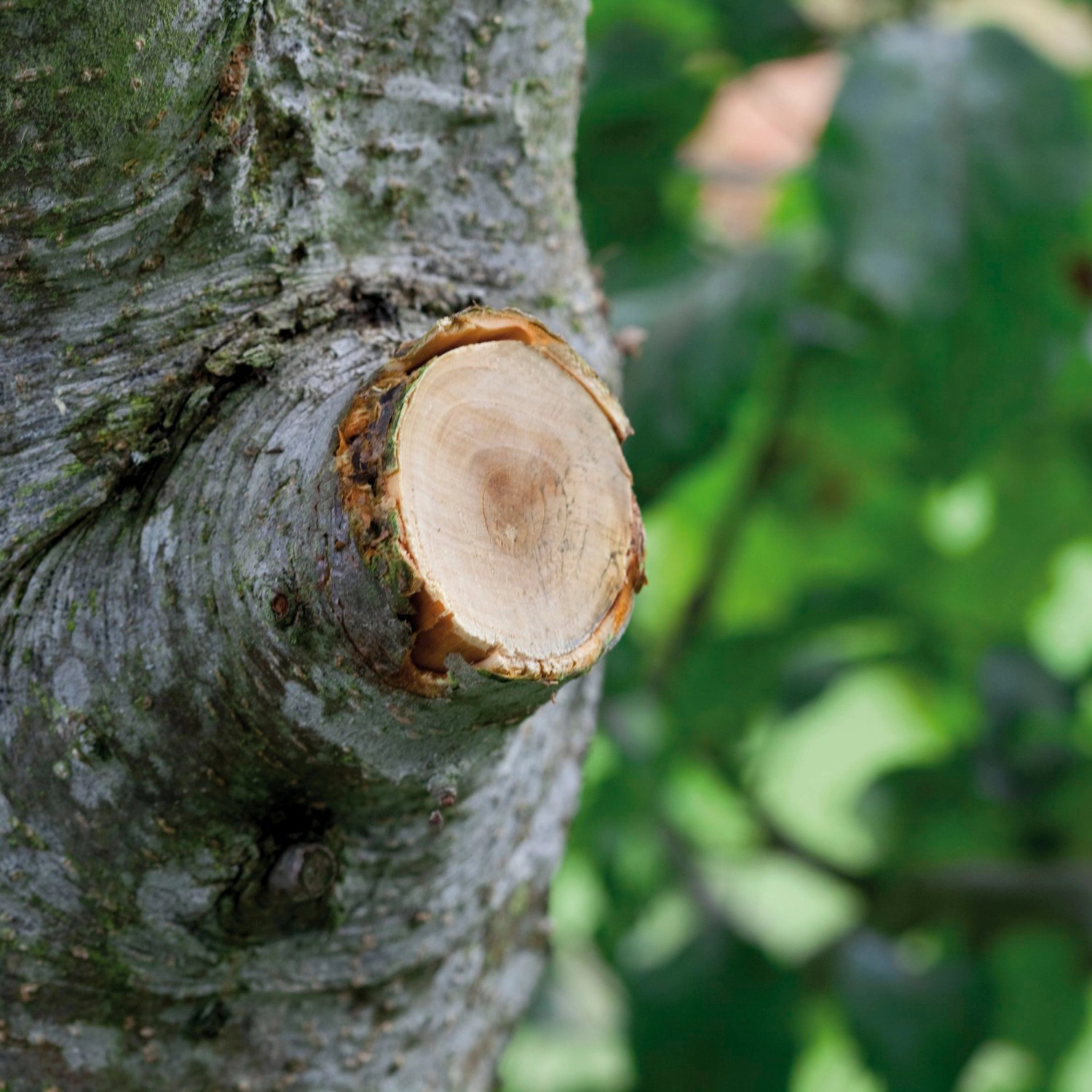 Frisch geschnittener Ast mit Gardena Ratschen-Astschere. Gartenschere für Baumschnitt.