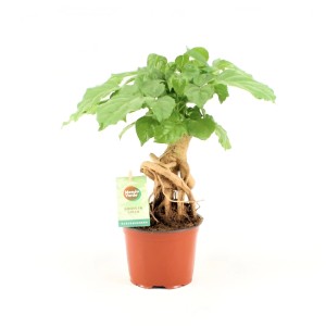 GROW by OBI Zimmeresche im Topf, ca. 12 cm Durchmesser, Grünpflanze mit feinen Blättern.